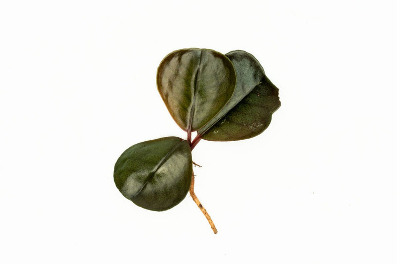 Green Ardisia Sp terrarium plant by BUCE with vibrant foliage, ideal for decorative indoor terrarium displays.