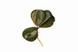 Ardisia Sp Green - BucePlant.com