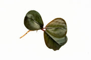Bright green Ardisia Sp terrarium plant by BUCE, showcasing lush foliage ideal for indoor garden or terrarium display.