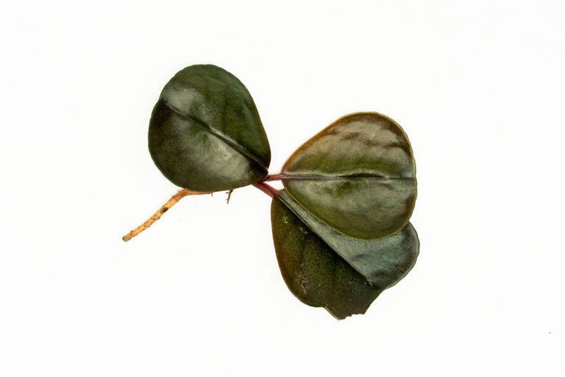 Bright green Ardisia Sp terrarium plant by BUCE, showcasing lush foliage ideal for indoor garden or terrarium display.
