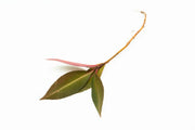 BUCE Ardisia Sp Pink Line terrarium plant with vibrant pink leaves in a small glass container.