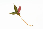Ardisia Sp Pink Line terrarium plant by BUCE with vibrant pink-tinged foliage in a clear glass container.
