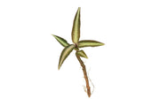 BUCE Ardisia Sp Pink Line Type 2 terrarium plant with vibrant pink-edged green leaves, suitable for decorative indoor terrariums.