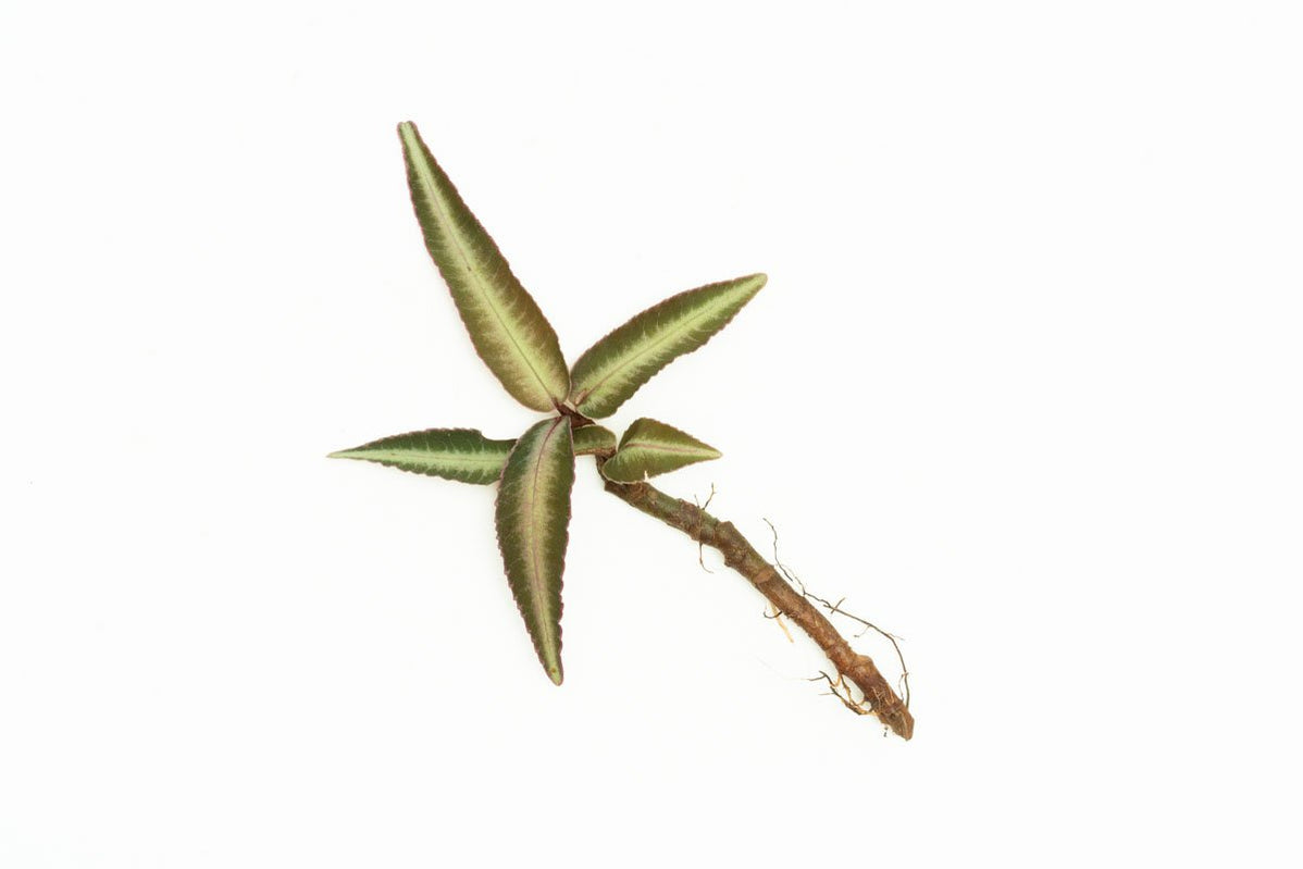 Rare Jungle Plants — Buce Plant