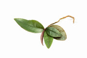 BUCE Ardisia Sp Pink Lips terrarium plant with vibrant pink lips and lush green foliage, perfect for indoor decorative displays