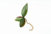 BUCE Ardisia Sp Pink Lips terrarium plant with vibrant pink lips and lush green foliage, ideal for indoor decorative terrariums
