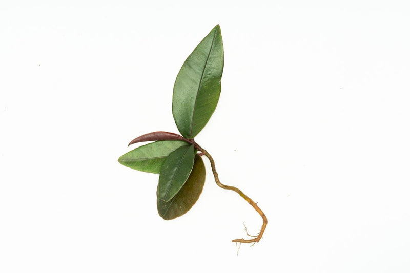 BUCE Ardisia Sp Pink Lips terrarium plant with vibrant pink lips and lush green foliage, ideal for indoor decorative terrariums