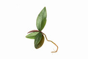 BUCE Ardisia Sp Pink Lips terrarium plant with vibrant pink lips and lush green foliage, suitable for decorative terrarium displays.