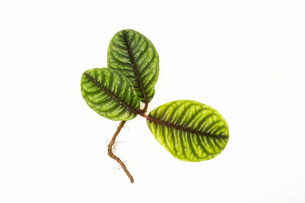 Rare Jungle Plants — Buce Plant