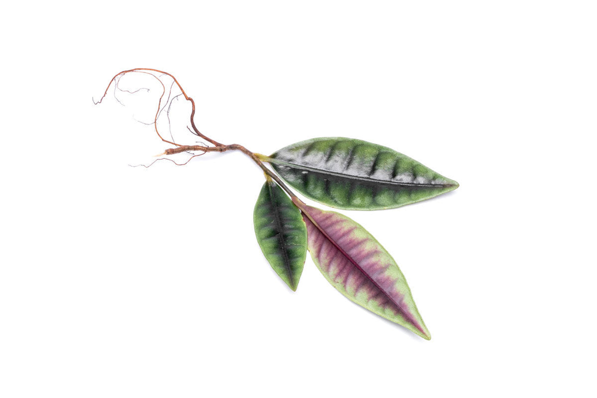 Rare Jungle Plants — Buce Plant