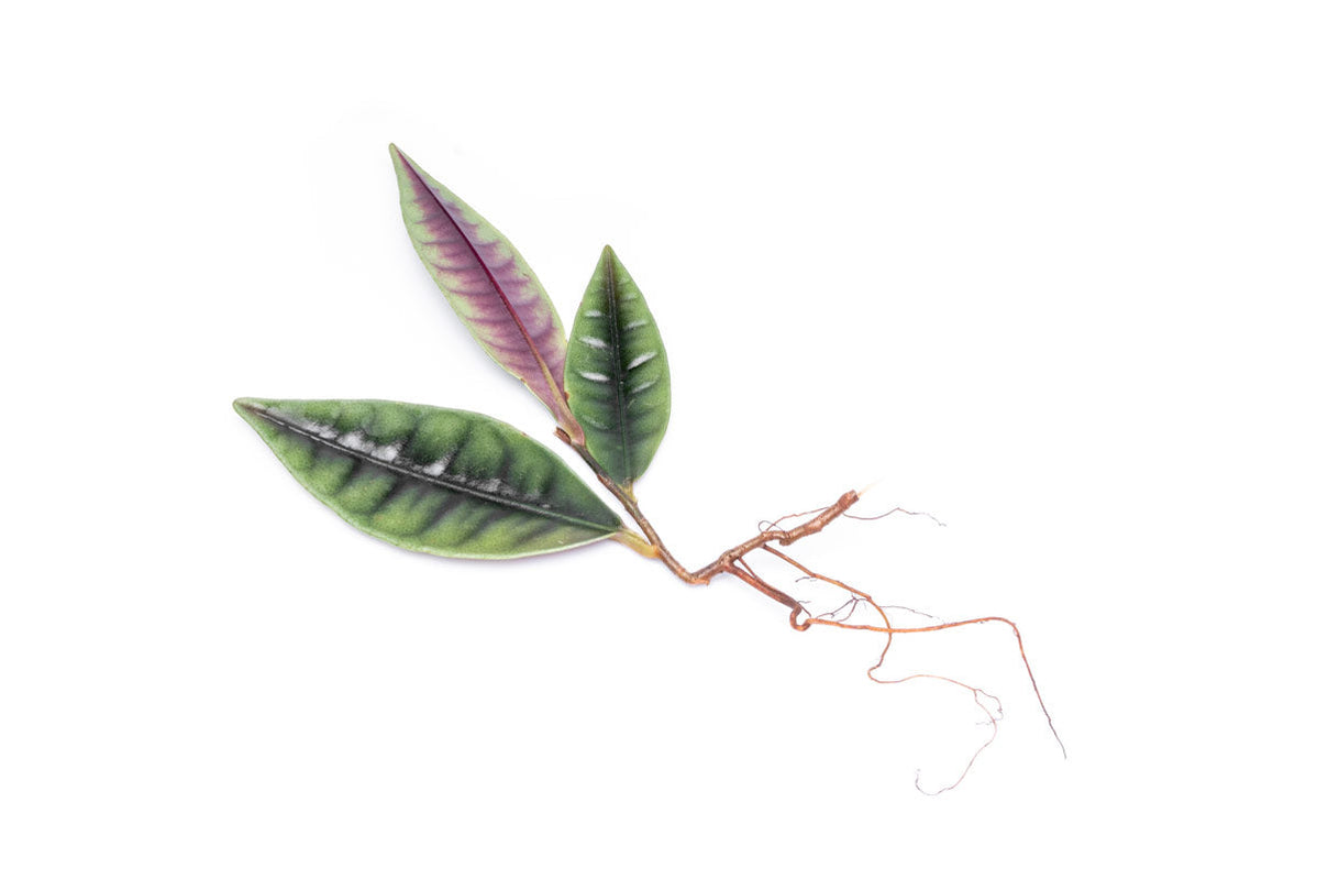 Rare Jungle Plants — Buce Plant