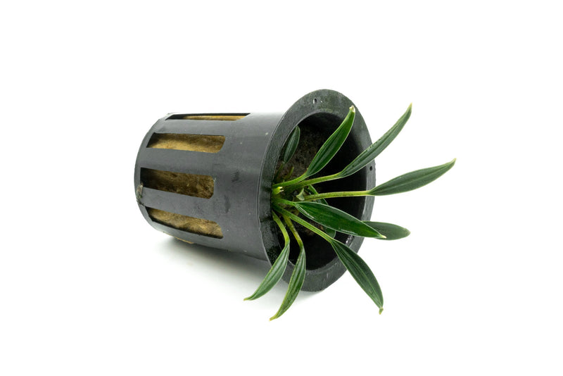 Aquatic plant Aridarum Caulecens Sabertooth by BUCE with broad green leaves and unique leaf shape, suitable for freshwater aquariums.