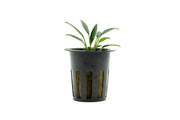 Aquatic plant Aridarum Caulecens Sabertooth by BUCE, showing lush green leaves with pointed, serrated edges suitable for aquariums.
