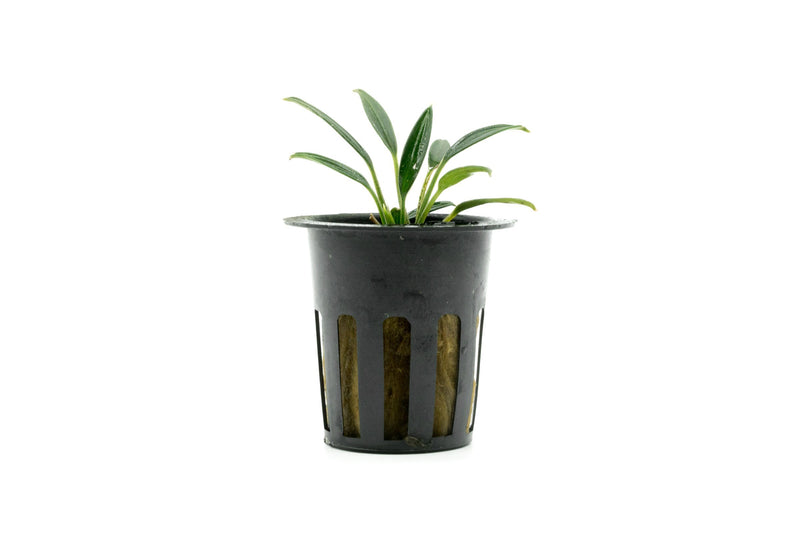 Aquatic plant Aridarum Caulecens Sabertooth by BUCE, showing lush green leaves with pointed, serrated edges suitable for aquariums.