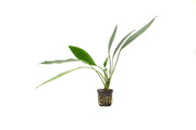 Aquatic plant Aridarum Caulecens Sabertooth by BUCE with broad, textured leaves suitable for freshwater aquariums.