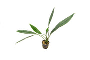 Aquatic plant Aridarum Caulecens Sabertooth by BUCE, featuring green, textured leaves suitable for freshwater aquariums.