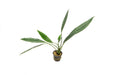 Aridarum Caulecens Sabertooth - Buce Plant