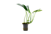 Aquatic plant Aridarum Caulecens Sp. White Fang by BUCE, with broad white-edged leaves suitable for freshwater aquariums.