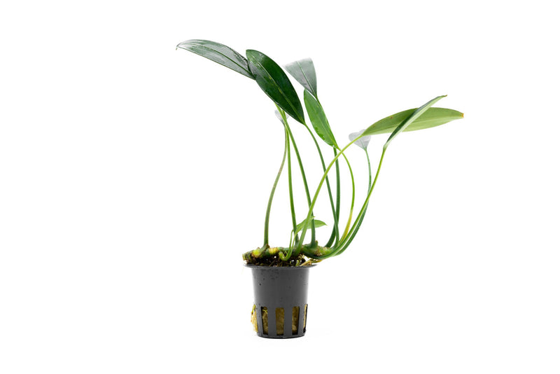 Aquatic plant Aridarum Caulecens Sp. White Fang by BUCE, with broad white-edged leaves suitable for freshwater aquariums.
