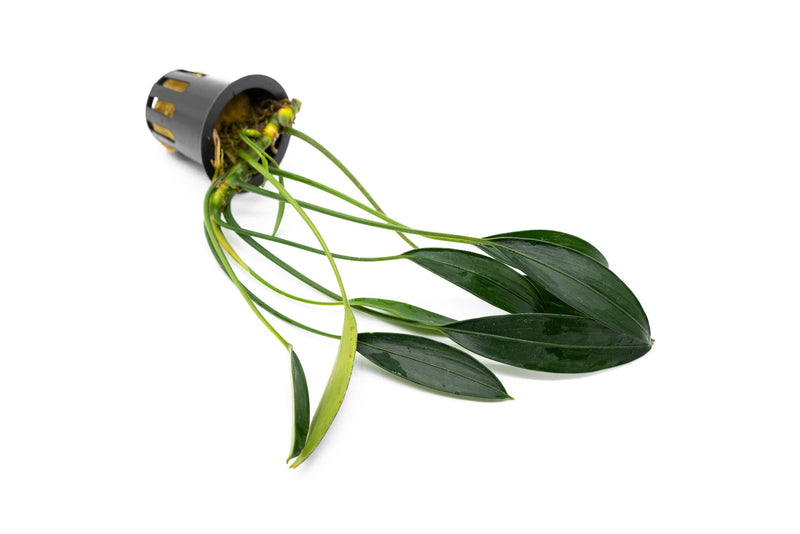 Aquatic plant Aridarum Caulecens Sp. White Fang by BUCE with white-edged leaves, ideal for freshwater aquariums.