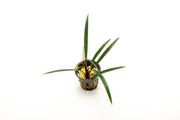 Aquatic plant Aridarum Narrow from BUCE with slender, elongated leaves ideal for freshwater aquariums.