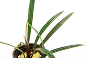 Close-up of BUCE Aridarum Narrow aquatic plant with slender green leaves in a clear aquatic environment.