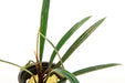 Aridarum Narrow - Buce Plant