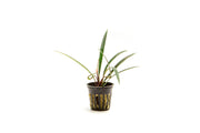BUCE Aridarum Narrow aquatic plant with slender green leaves, ideal for freshwater aquariums.