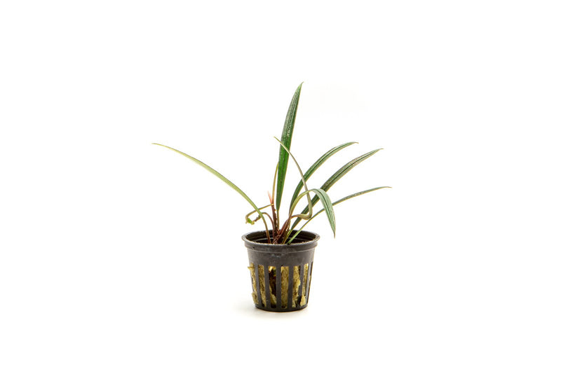 BUCE Aridarum Narrow aquatic plant with slender green leaves, ideal for freshwater aquariums.