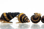 Assassin Snail from JA, a realistic aquatic snail with a brown and beige shell, ideal for freshwater aquarium pest control.