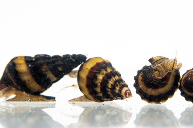 Assassin Snail from JA, a realistic aquatic snail with a brown and beige shell, ideal for freshwater aquarium pest control.