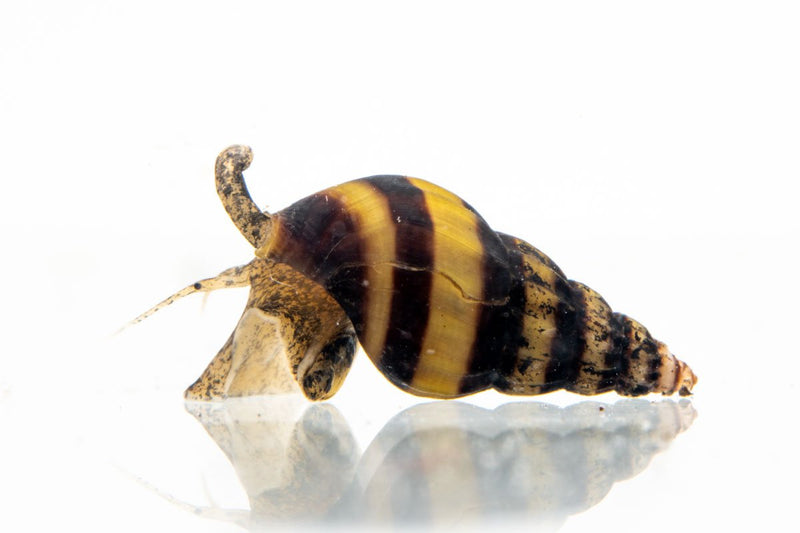 Assassin Snail from JA, a small aquatic snail with a brown and yellow shell, used for aquarium pest control.