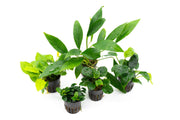 Assorted Anubias Plant Pack Aquatic Plant - Buce Plant