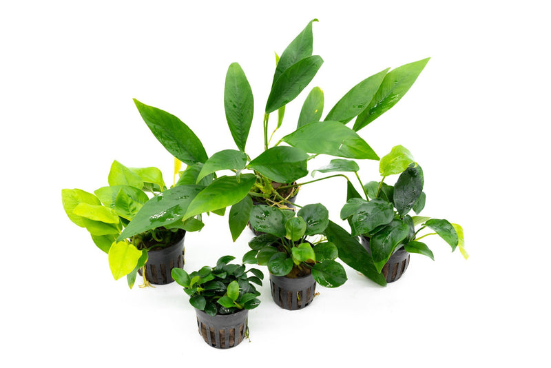 Assorted Anubias Plant Pack Aquatic Plant - Buce Plant