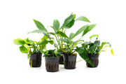 Assorted Anubias Plant Pack Aquatic Plant - Buce Plant