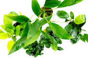 Assorted Anubias Plant Pack Aquatic Plant - Buce Plant