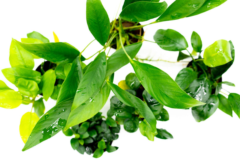Assorted Anubias Plant Pack Aquatic Plant - Buce Plant