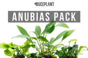 Assorted Anubias Plant Pack Aquatic Plant - Buce Plant