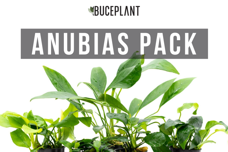 Assorted Anubias Plant Pack Aquatic Plant - Buce Plant