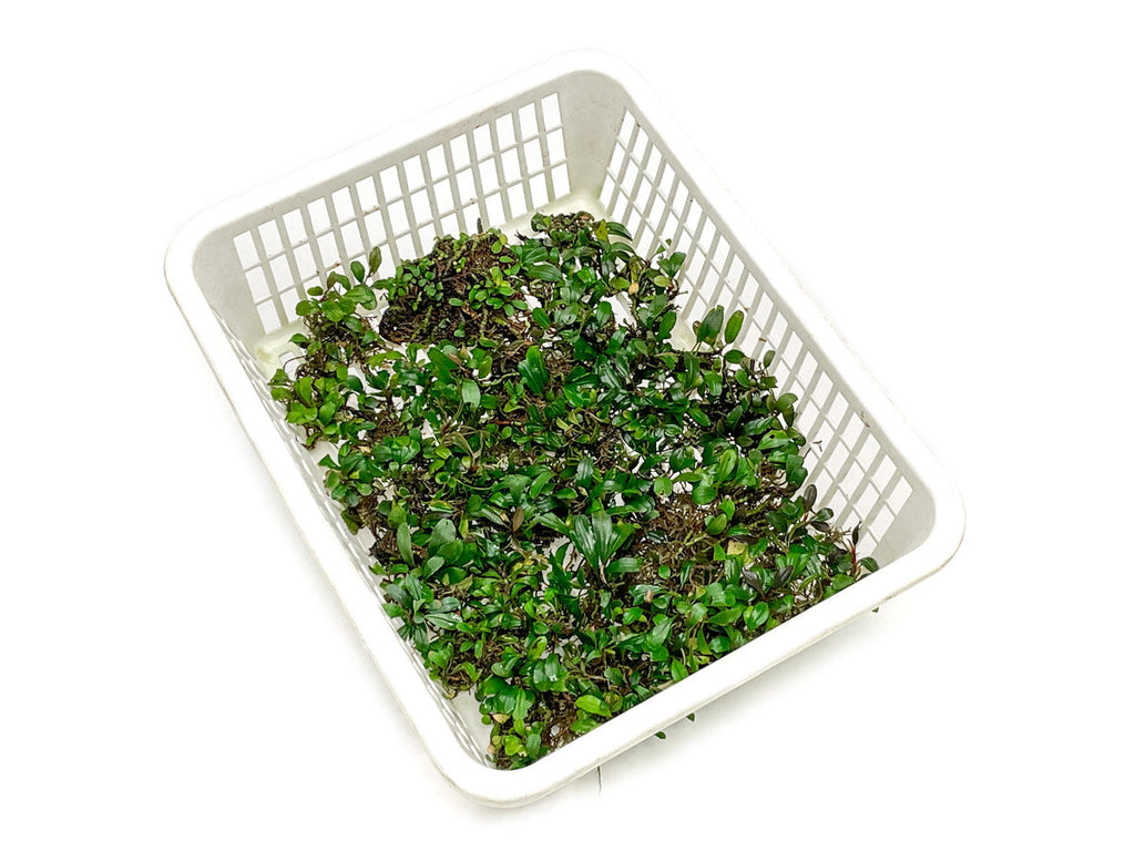 Assorted Bucephalandra Basket Rare Aquarium Plants | Buce Plant