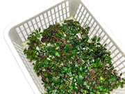 Assorted Bucephalandra Basket Aquatic Plant - Buce Plant