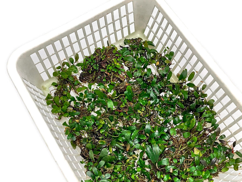 Assorted Bucephalandra Basket Aquatic Plant - Buce Plant