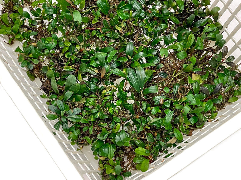 Assorted Bucephalandra Basket Aquatic Plant - Buce Plant