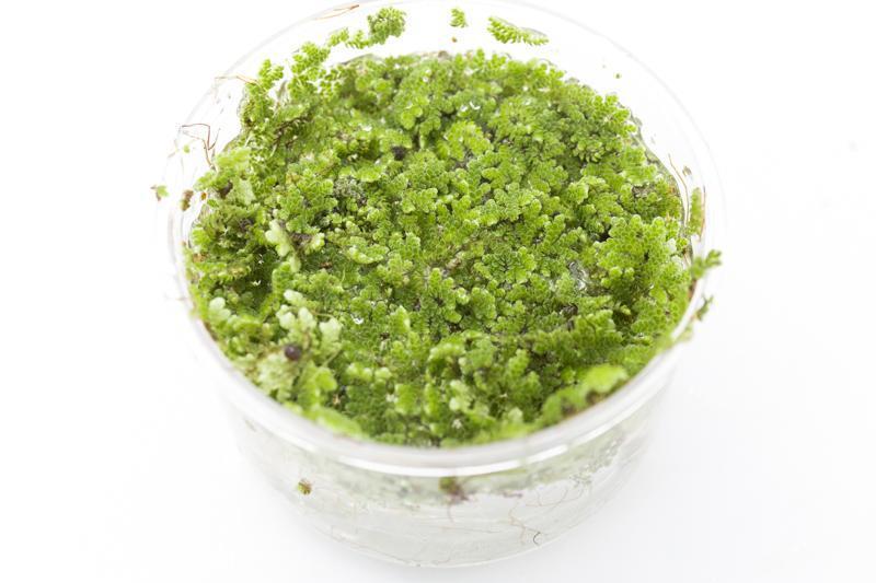 Healthy Azolla Caroliniana aquatic plant from IS, showing vibrant green fern-like leaves floating on water surface.