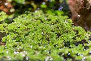 Healthy Azolla Caroliniana aquatic plant from IS, shown floating on water with vibrant green leaves.