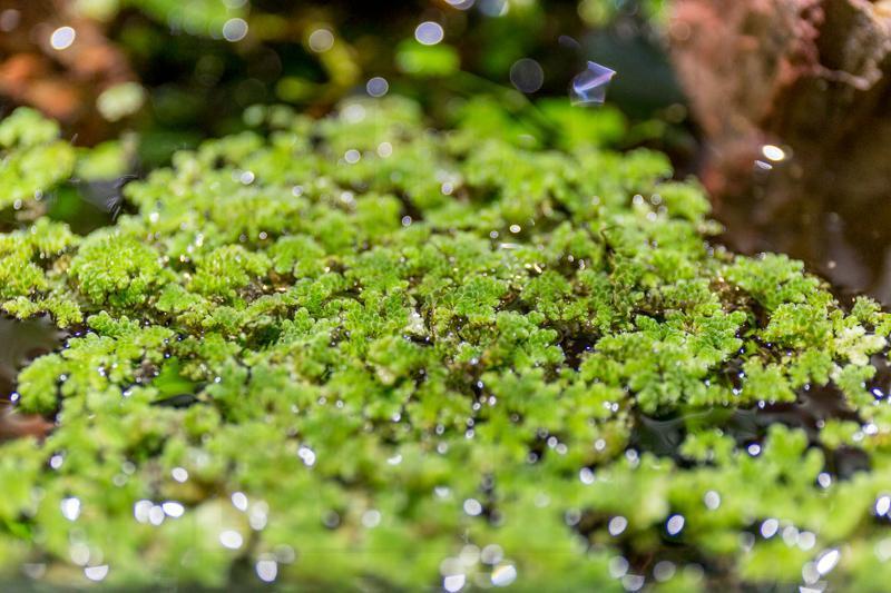 Healthy Azolla Caroliniana aquatic plant from IS, shown floating on water with vibrant green leaves.