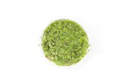 Healthy Azolla Caroliniana aquatic plant floating on water, showcasing vibrant green foliage, from the IS brand.