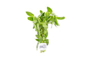 Aquatic plant Bacopa Amplexicaulis by ACW with green, trailing stems and small leaves, ideal for freshwater aquariums.
