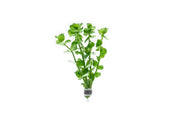 Healthy Bacopa Amplexicaulis aquatic plant with green, trailing stems and small oval leaves, ideal for freshwater aquariums.