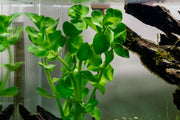 Healthy Bacopa Amplexicaulis aquatic plant with green, trailing stems and small leaves, ideal for freshwater aquarium decoration.